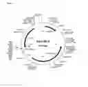 Fig. 14 - Vaccination by means of recombinant yeast by producing a protective humoral immune response against defined antigens