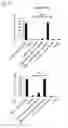 Fig. 06 - CDCA1 epitope peptides for Th1 cells and vaccines containing the same