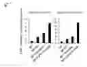Fig. 23 - CDCA1 epitope peptides for Th1 cells and vaccines containing the same