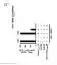 Fig. 30 - CDCA1 epitope peptides for Th1 cells and vaccines containing the same