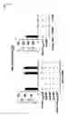 Fig. 32 - CDCA1 epitope peptides for Th1 cells and vaccines containing the same