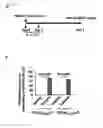 Fig. 43 - CDCA1 epitope peptides for Th1 cells and vaccines containing the same