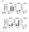 Fig. 46 - CDCA1 epitope peptides for Th1 cells and vaccines containing the same