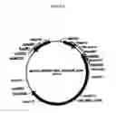 Fig. 53 - METHODS AND COMPOSITIONS FOR RAISING AN IMMUNE RESPONSE TO HIV