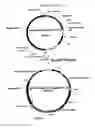 Fig. 80 - METHODS AND COMPOSITIONS FOR RAISING AN IMMUNE RESPONSE TO HIV