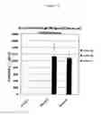 Fig. 83 - METHODS AND COMPOSITIONS FOR RAISING AN IMMUNE RESPONSE TO HIV