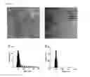 Fig. 02 - METHODS OF USING CEO2 AND TIO2 NANOPARTICLES IN MODULATION OF THE IMMUNE SYSTEM