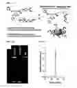 Fig. 02 - Methods for arranging and packing nucleic acids for unusual resistance to nucleases and targeted delivery for gene therapy