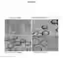 Fig. 02 - Bladder cancer specific ligand peptides