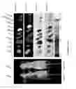 Fig. 07 - Bladder cancer specific ligand peptides