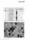 Fig. 09 - Bladder cancer specific ligand peptides