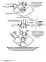 Fig. 02 - Targeting multiple receptors on a cell surface for specific cell targeting