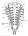 Fig. 01 - MULTI-PANEL LACROSSE POCKET