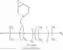 Fig. 04 - Membranes