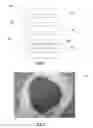 Fig. 02 - Method for preparing a powder from brown macroalgae and method for fabricating rigid objects from said powder