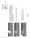 Fig. 06 - Metallic nano-tip apparatus, methods, and applications