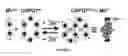 Fig. 02 - Crystalline bipyridinium radical complexes and uses thereof