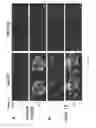 Fig. 06 - Substituted indazoles for targeting Hsp90