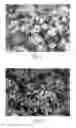 Fig. 02 - Preparation method of zeolitic imidazolate framework-90 in water-based system