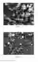 Fig. 03 - Preparation method of zeolitic imidazolate framework-90 in water-based system