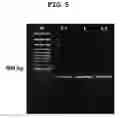 Fig. 06 - Cyclic pentadepsipeptide derivative and fusarium strain producing the same
