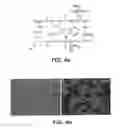 Fig. 05 - Selective delivery of molecules into cells or marking of cells in diseased tissue regions using environmentally sensitive transmembrane peptide