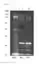 Fig. 02 - Polypeptides and immunizing compositions containing polypeptides and methods of use