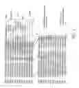 Fig. 02 - Antibodies specific for sclerostin and methods for increasing bone mineralization