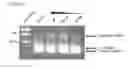 Fig. 05 - Polyamide compound and pharmaceutical composition for treating mitochondrial genetic disease