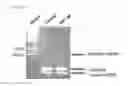 Fig. 06 - Polyamide compound and pharmaceutical composition for treating mitochondrial genetic disease