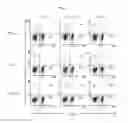 Fig. 07 - COMPOSITION INCLUDING GELSOLIN AS EFFECTIVE INGREDIENT FOR INDUCING DIFFERENTIATION INTO DENDRITIC CELL AND METHOD OF INDUCING DIFFERENTIATION INTO DENDRITIC CELL