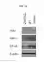 Fig. 12 - COMPOSITION INCLUDING GELSOLIN AS EFFECTIVE INGREDIENT FOR INDUCING DIFFERENTIATION INTO DENDRITIC CELL AND METHOD OF INDUCING DIFFERENTIATION INTO DENDRITIC CELL
