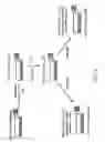Fig. 19 - Cardiomyocyte production