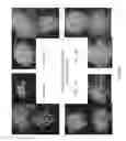 Fig. 22 - Cardiomyocyte production