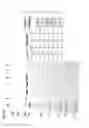 Fig. 06 - DNA POLYMERASE MUTANTS HAVING ENHANCED TEMPLATE DISCRIMINATION ACTIVITY