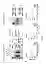 Fig. 02 - U1 snRNP regulates gene expression and modulates oncogenicity
