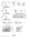Fig. 07 - U1 snRNP regulates gene expression and modulates oncogenicity