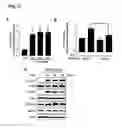Fig. 02 - Composition comprising material for inhibiting SCF or receptor thereof for treating or preventing diseases associated with vascular permeability