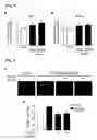 Fig. 06 - Composition comprising material for inhibiting SCF or receptor thereof for treating or preventing diseases associated with vascular permeability