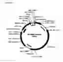 Fig. 02 - DNA plasmids with improved expression