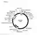 Fig. 03 - DNA plasmids with improved expression
