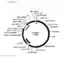 Fig. 04 - DNA plasmids with improved expression
