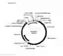 Fig. 05 - DNA plasmids with improved expression