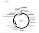 Fig. 06 - DNA plasmids with improved expression