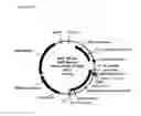Fig. 07 - DNA plasmids with improved expression