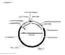 Fig. 12 - DNA plasmids with improved expression