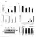 Fig. 02 - METHOD FOR ENHANCING RESISTANCE TO PATHOGENS IN PLANTS BASED ON OVER-EXPRESSION OF IMPAIRED OOMYCETE SUSCEPTIBILITY 1