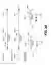 Fig. 06 - Lentiviral triplex DNA, and vectors and recombinant cells containing lentiviral triplex DNA