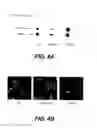Fig. 08 - Lentiviral triplex DNA, and vectors and recombinant cells containing lentiviral triplex DNA