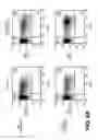 Fig. 16 - Lentiviral triplex DNA, and vectors and recombinant cells containing lentiviral triplex DNA